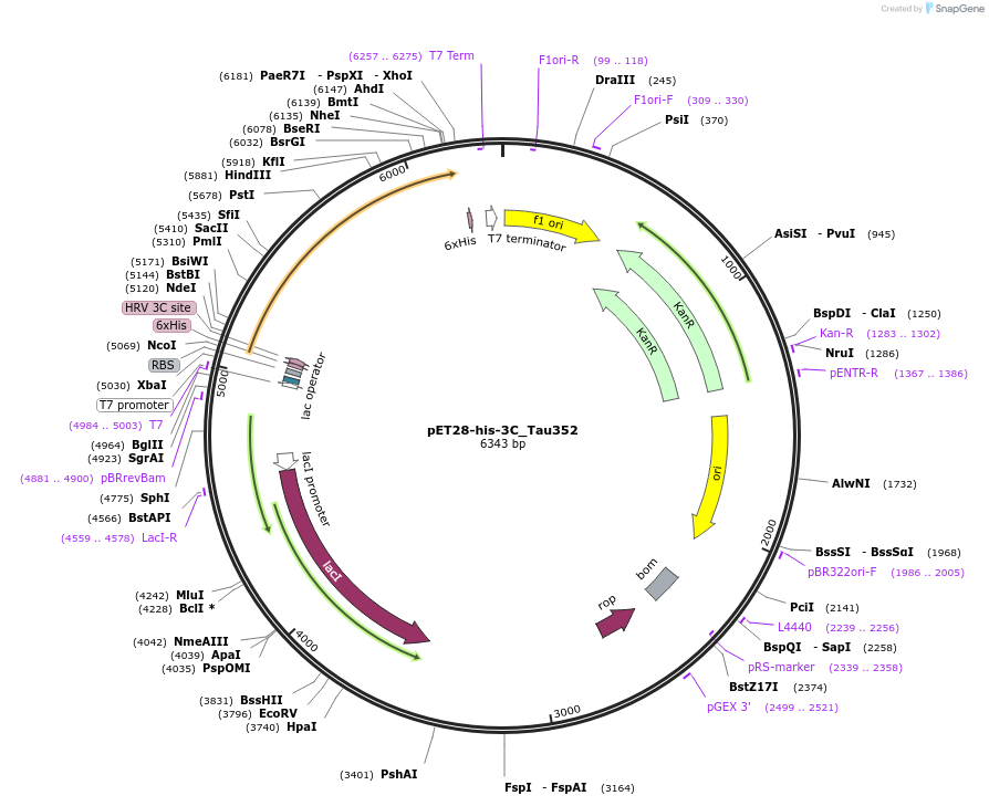 100092-plasmid-map-sequence-id-193875