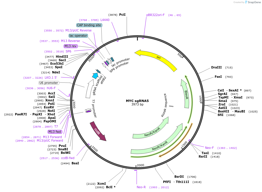 100557-plasmid-map-sequence-id-193877