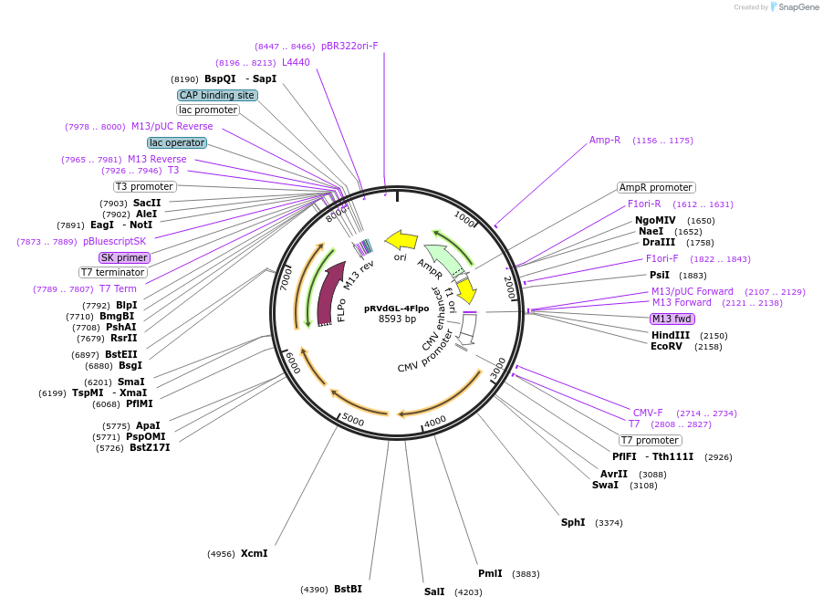 98040-plasmid-map-sequence-id-193881