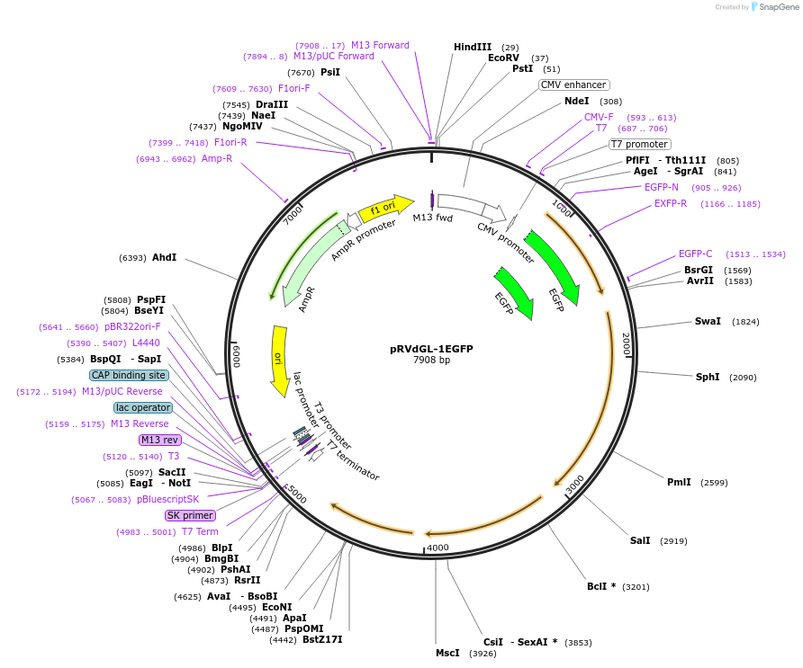 98036-plasmid-map-sequence-id-193883