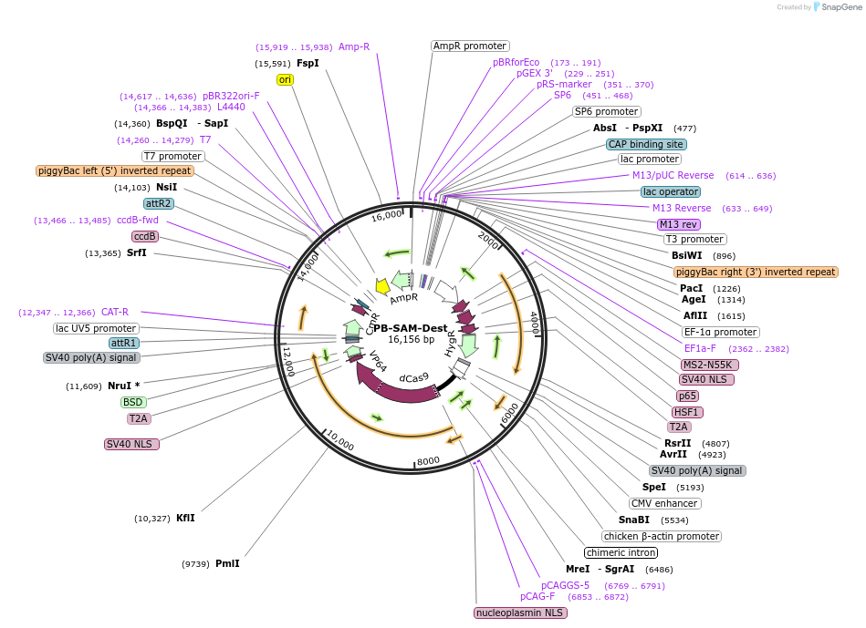 102563-plasmid-map-sequence-id-193893