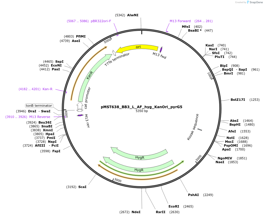 90283-plasmid-map-sequence-id-193900