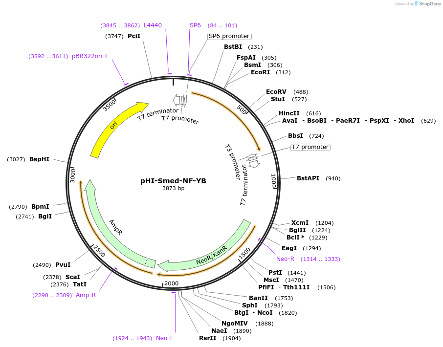 99753-plasmid-map-sequence-id-193906