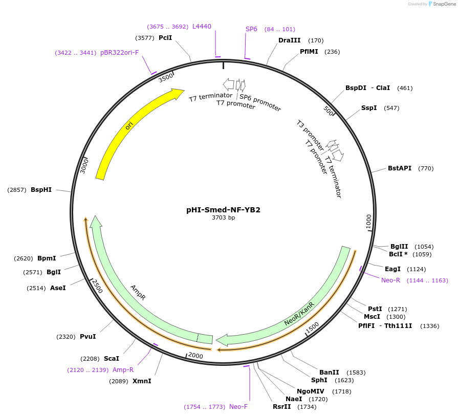 99754-plasmid-map-sequence-id-193908
