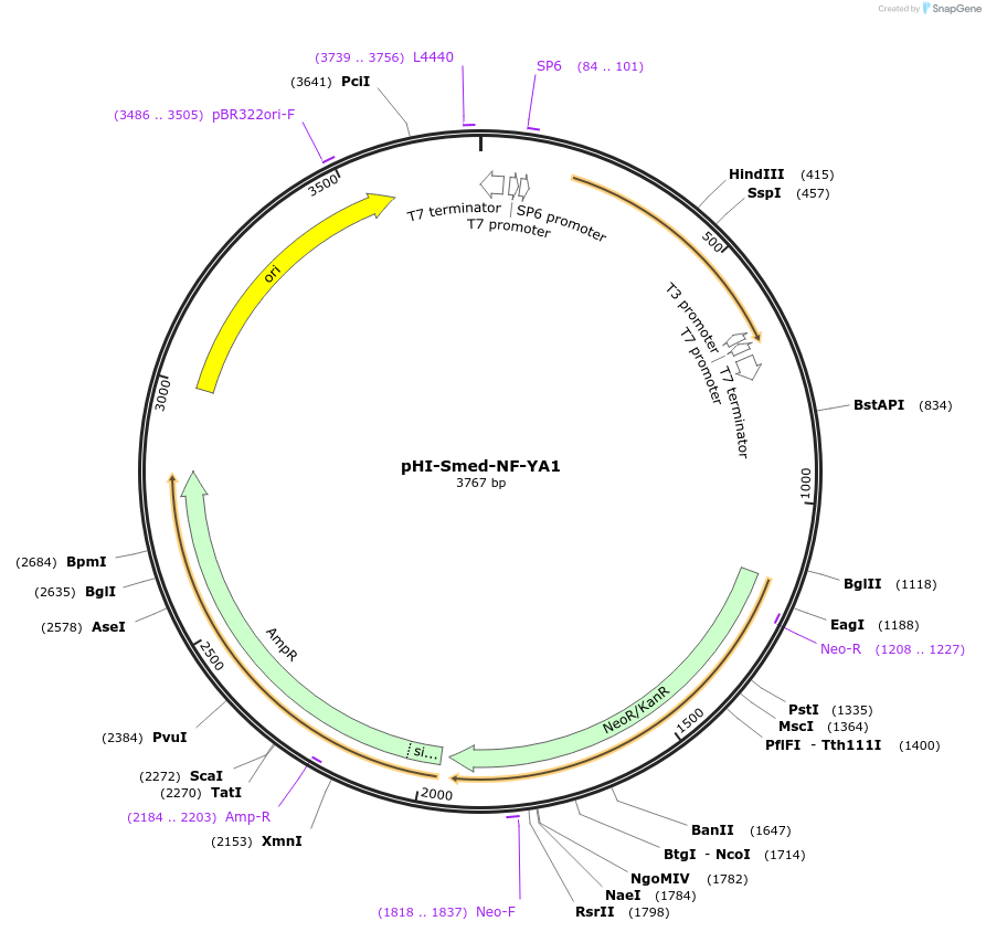 99755-plasmid-map-sequence-id-193939