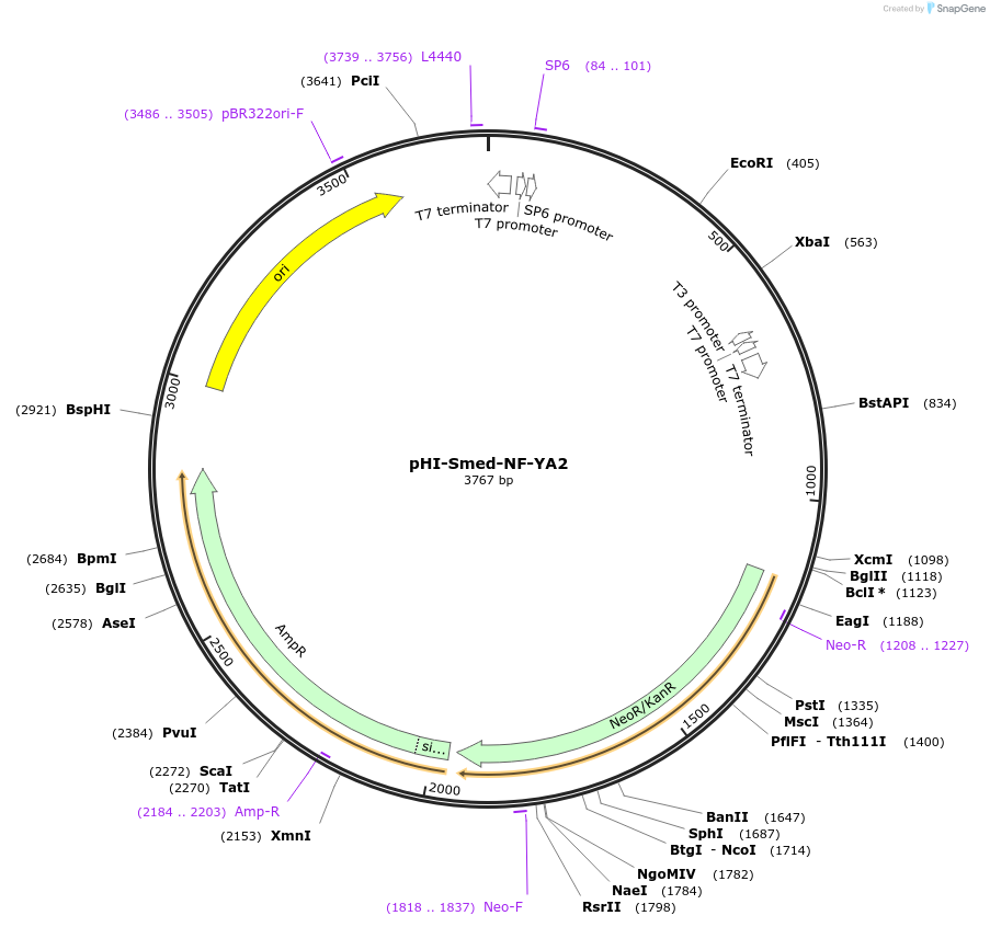 99756-plasmid-map-sequence-id-193941