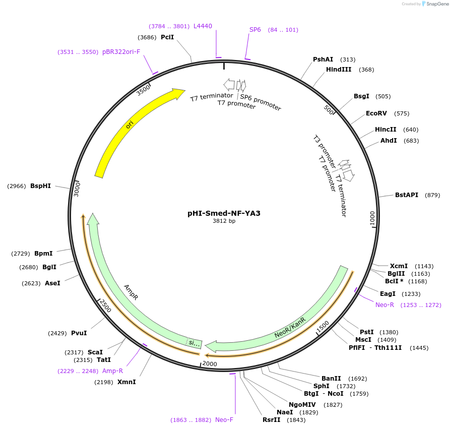 99757-plasmid-map-sequence-id-193942