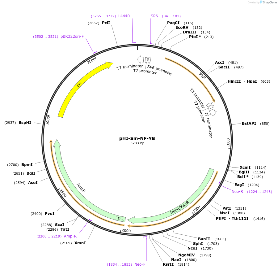 99758-plasmid-map-sequence-id-193943