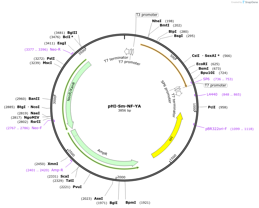 99759-plasmid-map-sequence-id-193944