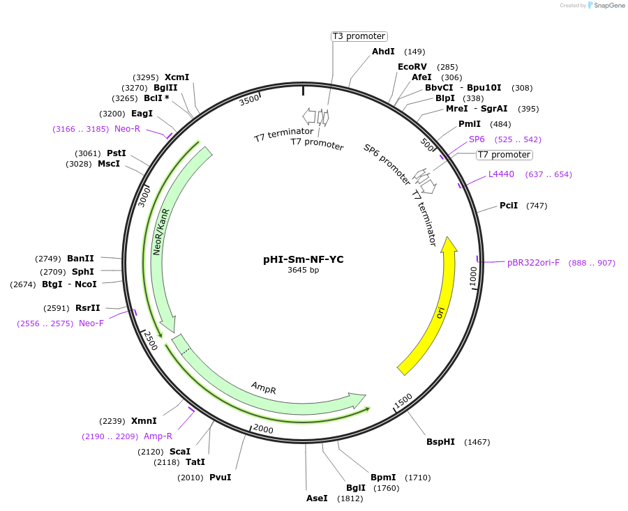 99760-plasmid-map-sequence-id-193946