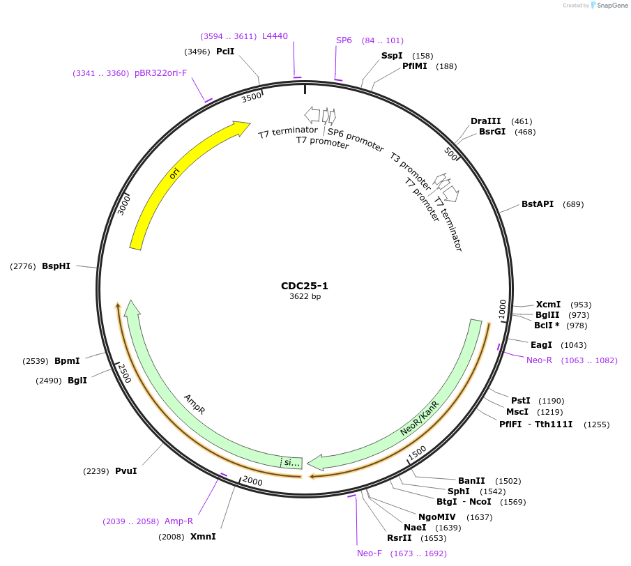 99763-plasmid-map-sequence-id-193955