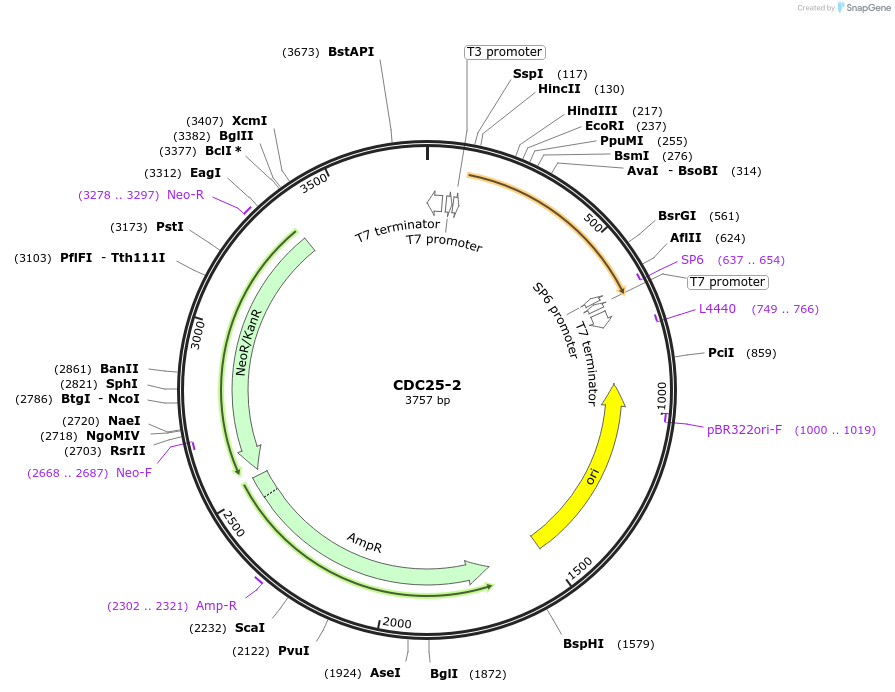 99764-plasmid-map-sequence-id-193956