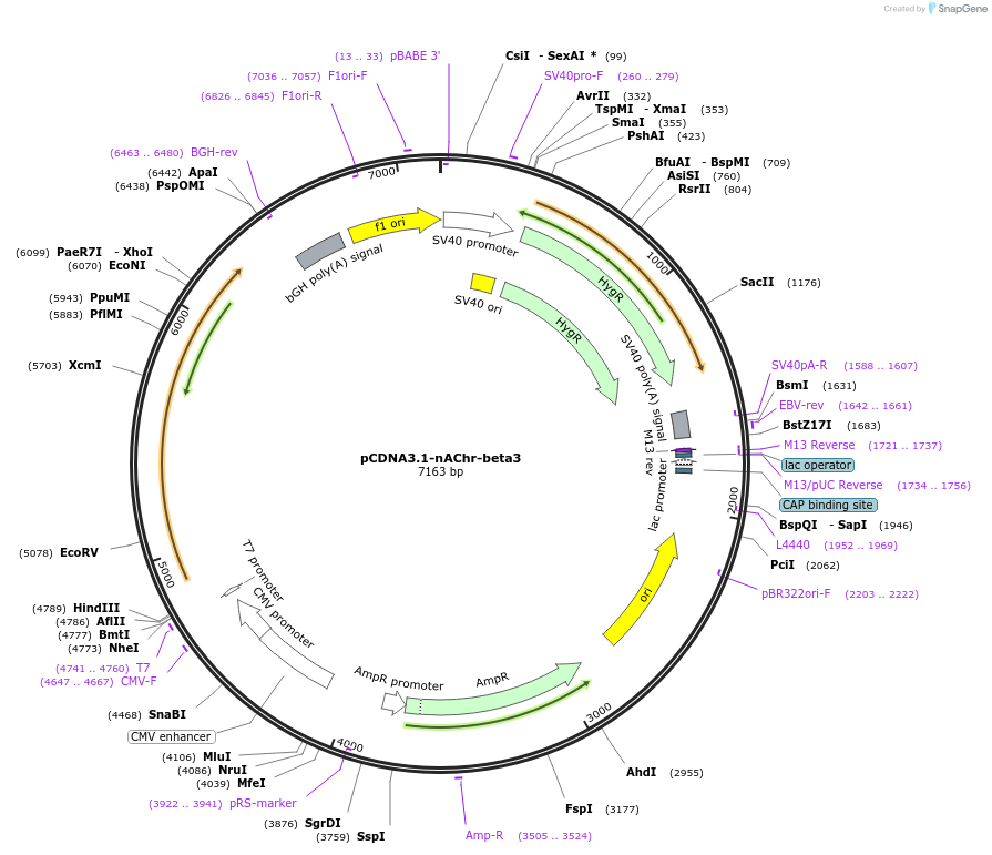 48811-plasmid-map-sequence-id-193963