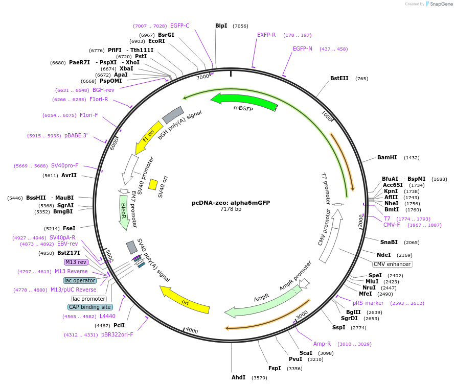 35611-plasmid-map-sequence-id-193964