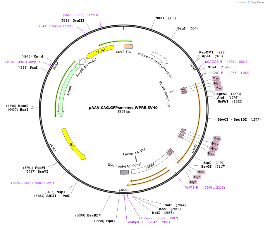 98926-plasmid-map-sequence-id-193971