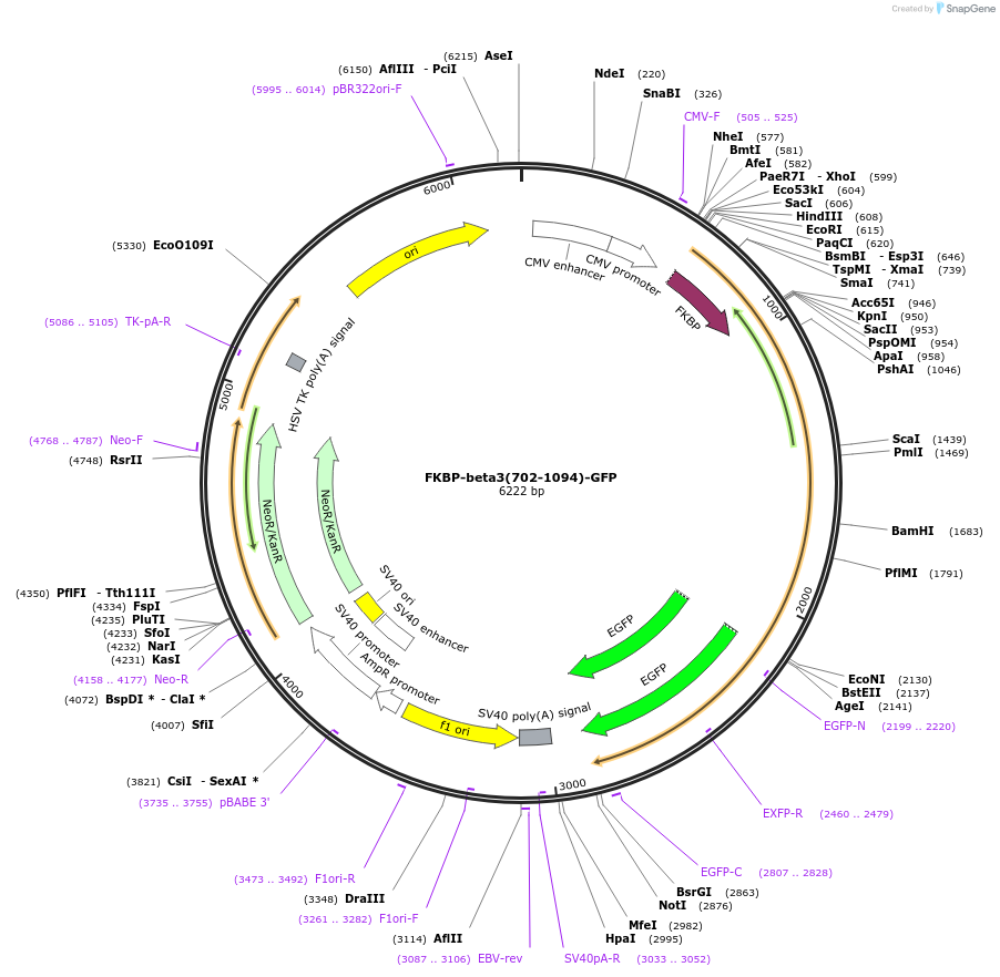 100734-plasmid-map-sequence-id-193982