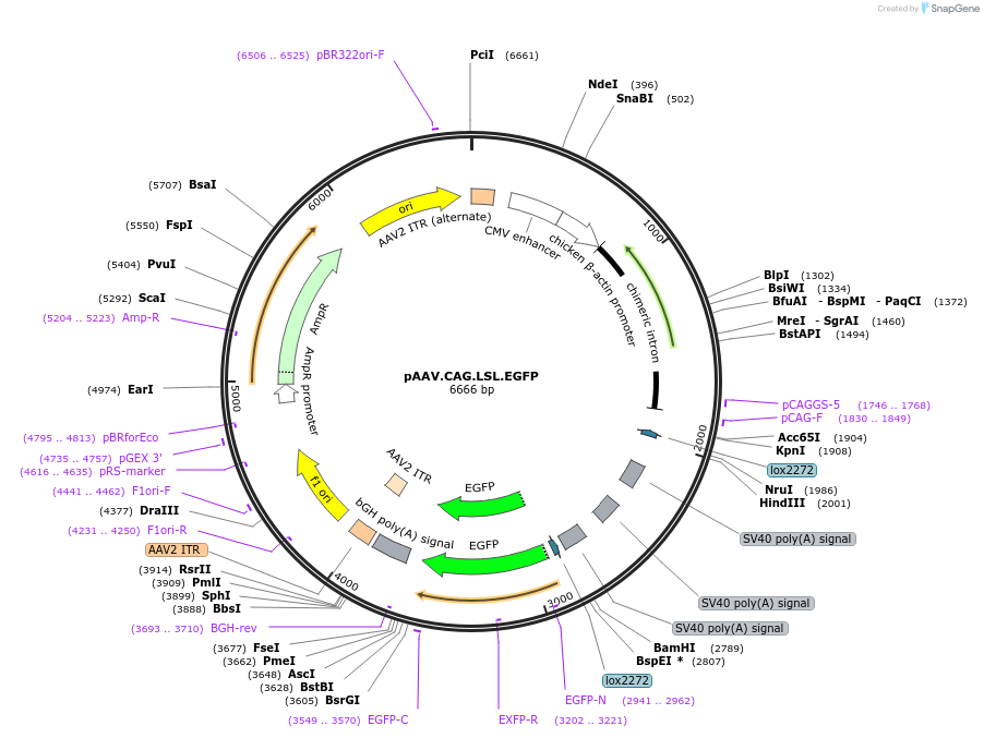 100047-plasmid-map-sequence-id-193986