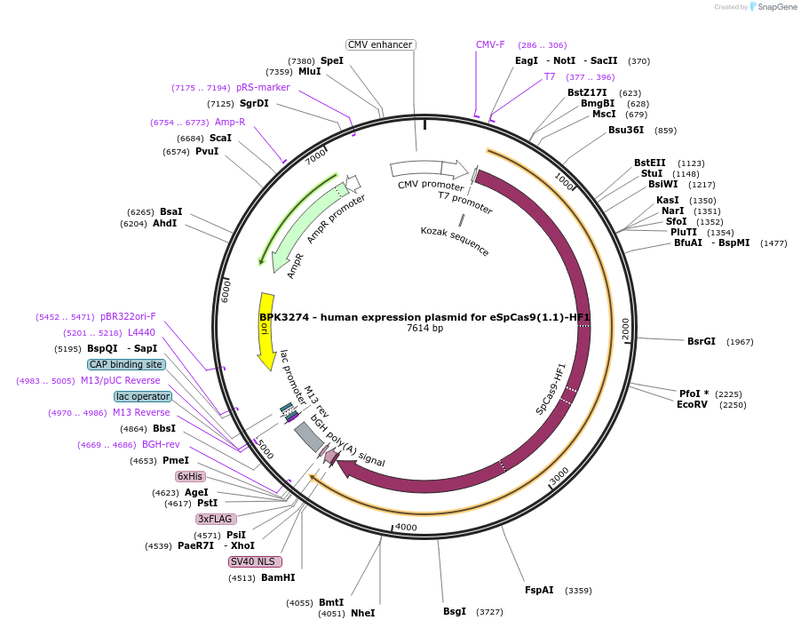 101177-plasmid-map-sequence-id-194000
