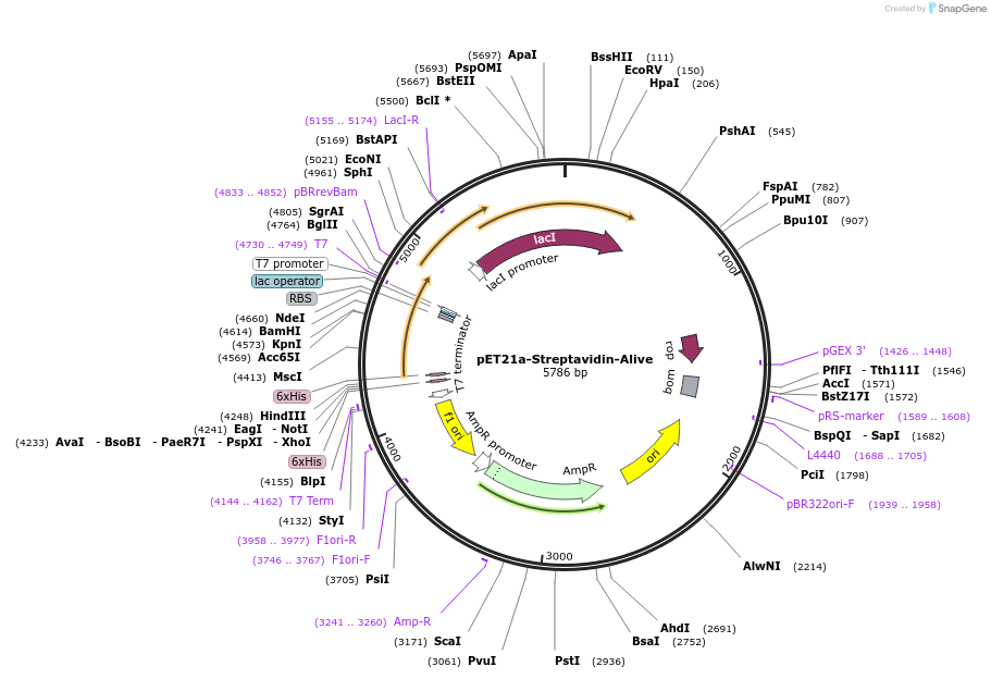 20860-plasmid-map-sequence-id-194024