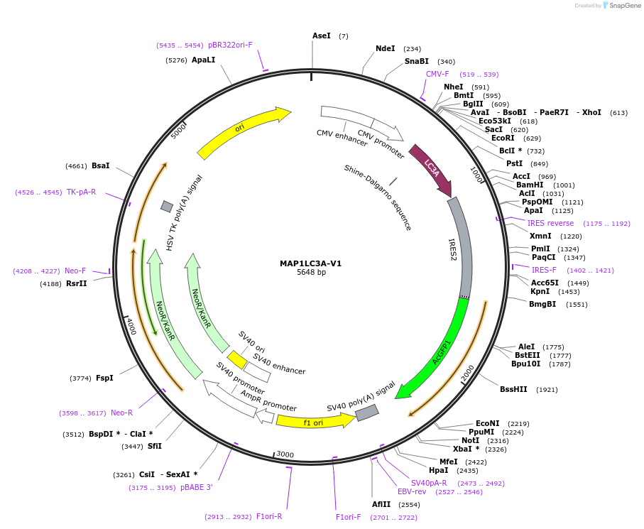 98569-plasmid-map-sequence-id-194025