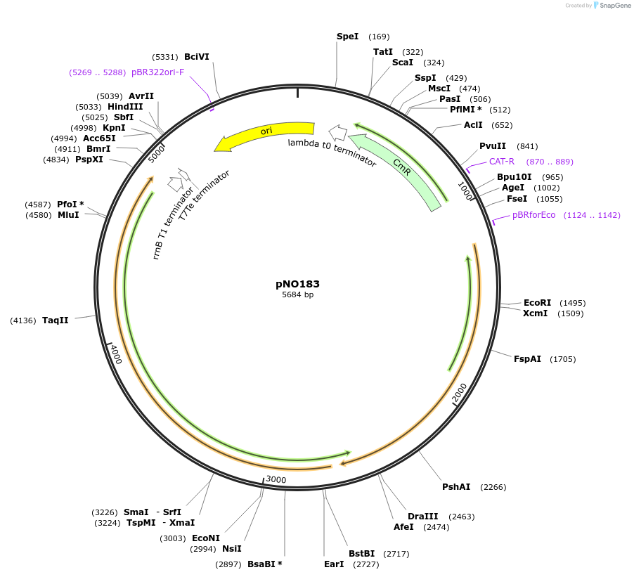 101068-plasmid-map-sequence-id-194033