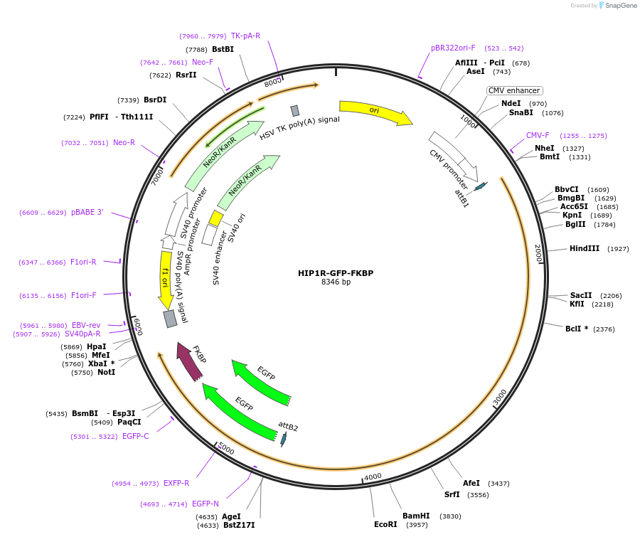 100752-plasmid-map-sequence-id-194065