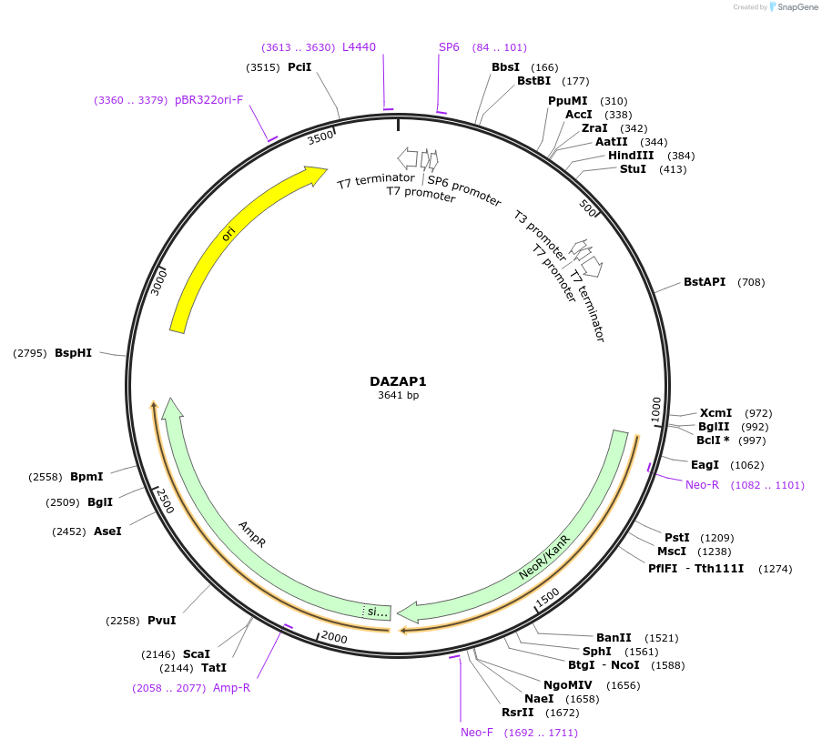 99765-plasmid-map-sequence-id-194076