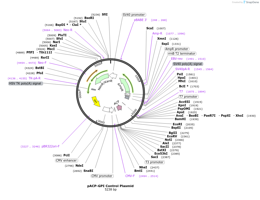 101131-plasmid-map-sequence-id-194079