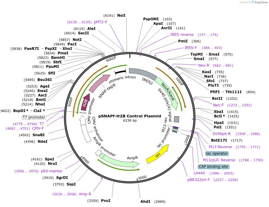 101124-plasmid-map-sequence-id-194083