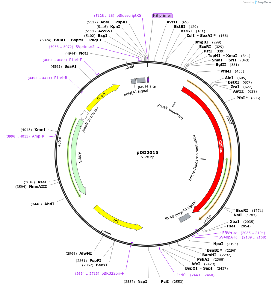 101365-plasmid-map-sequence-id-194084