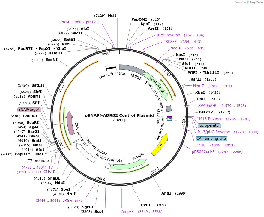 101123-plasmid-map-sequence-id-194092