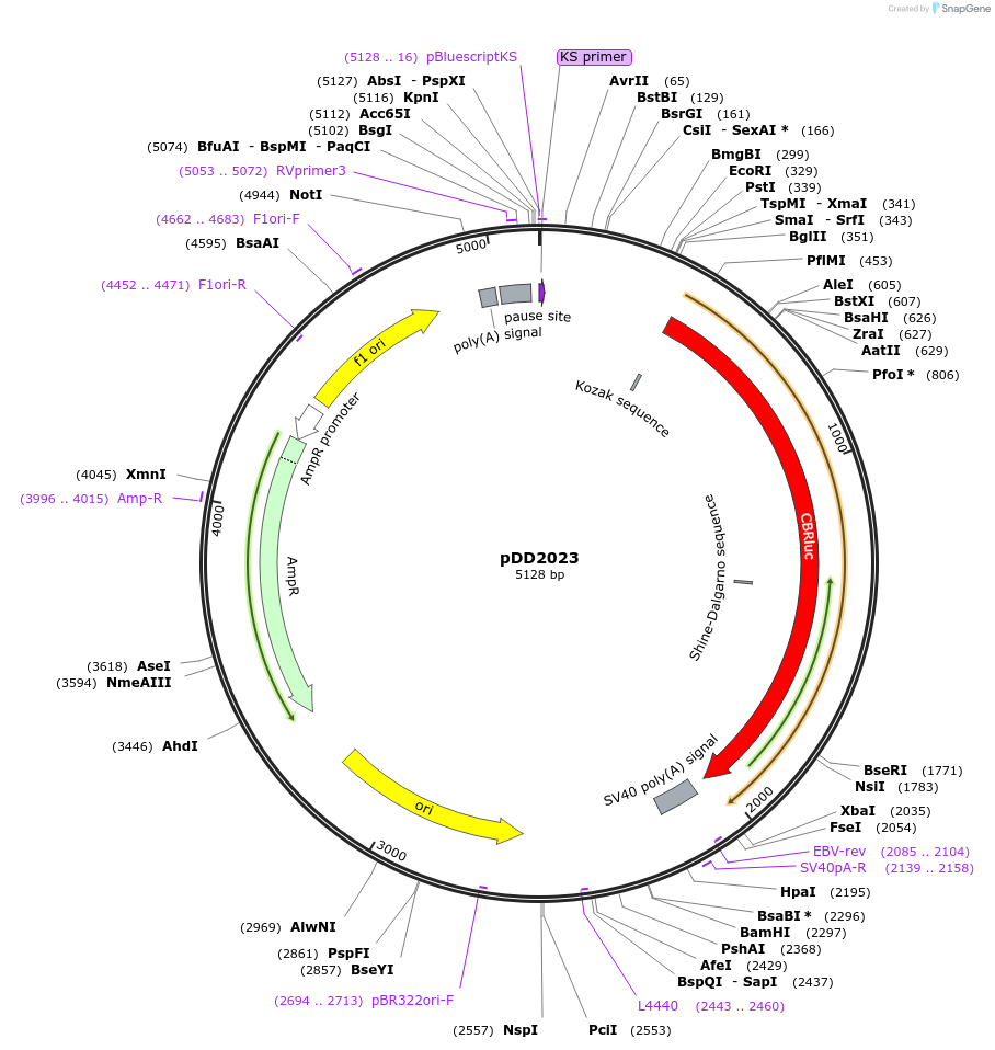 101367-plasmid-map-sequence-id-194093