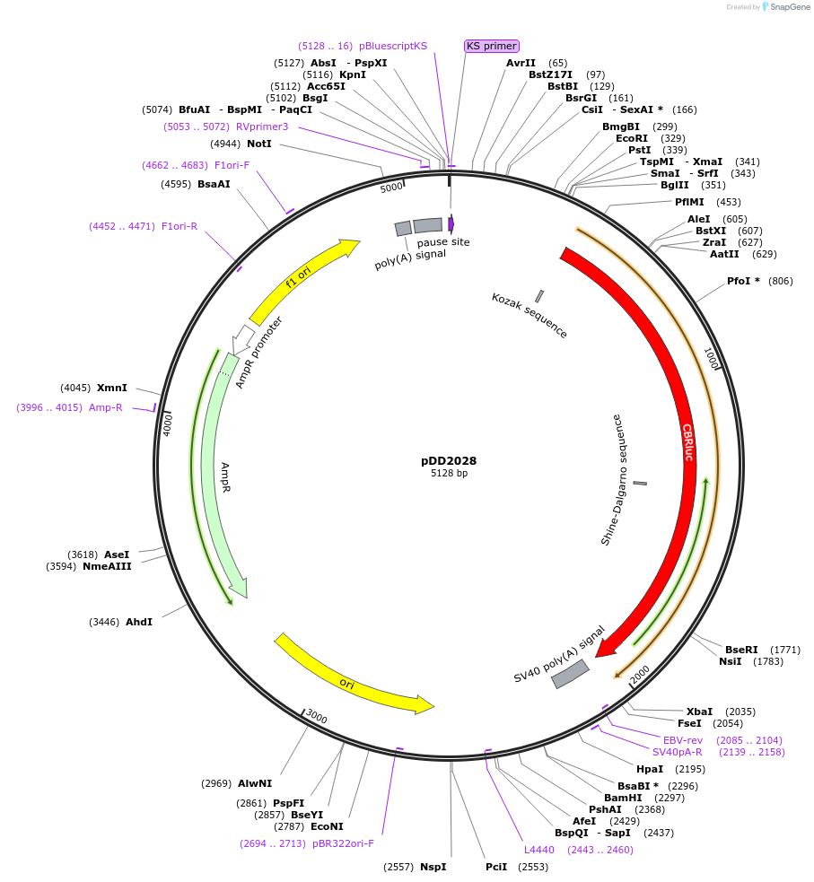 101371-plasmid-map-sequence-id-194107