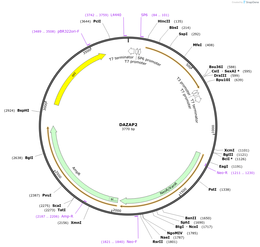 99766-plasmid-map-sequence-id-194116