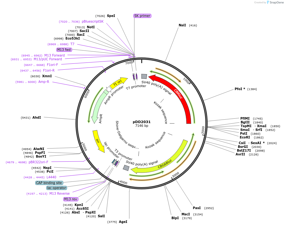 101374-plasmid-map-sequence-id-194119
