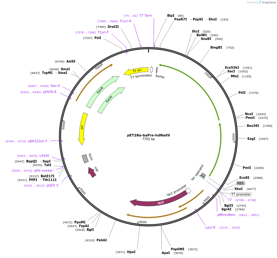 91950-plasmid-map-sequence-id-194125