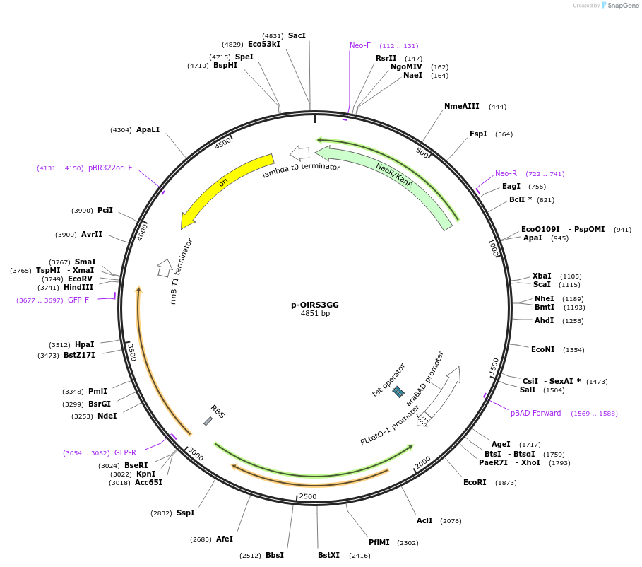 98589-plasmid-map-sequence-id-194130