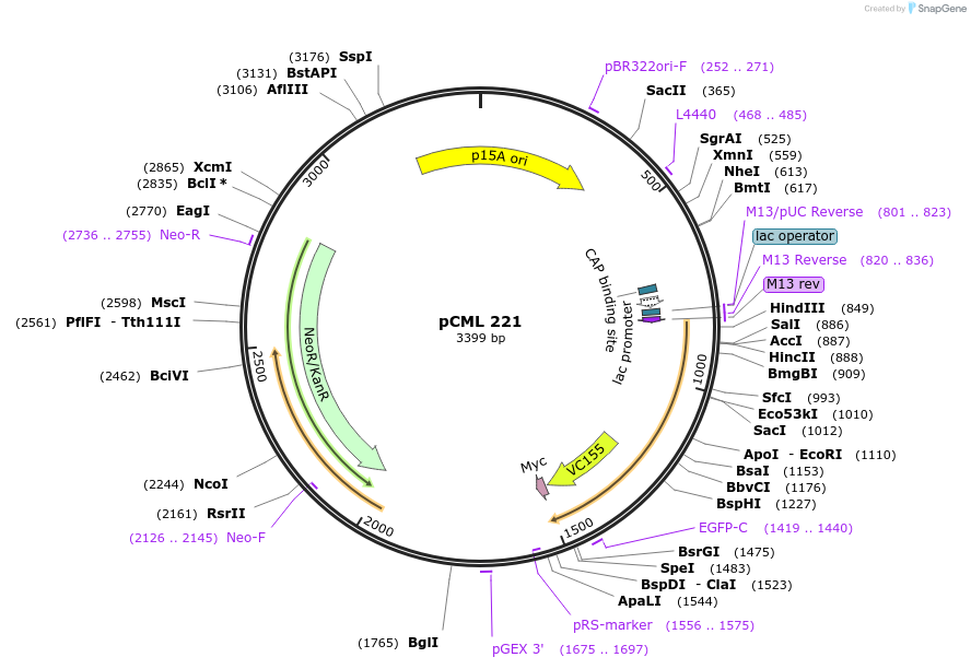 98587-plasmid-map-sequence-id-194131