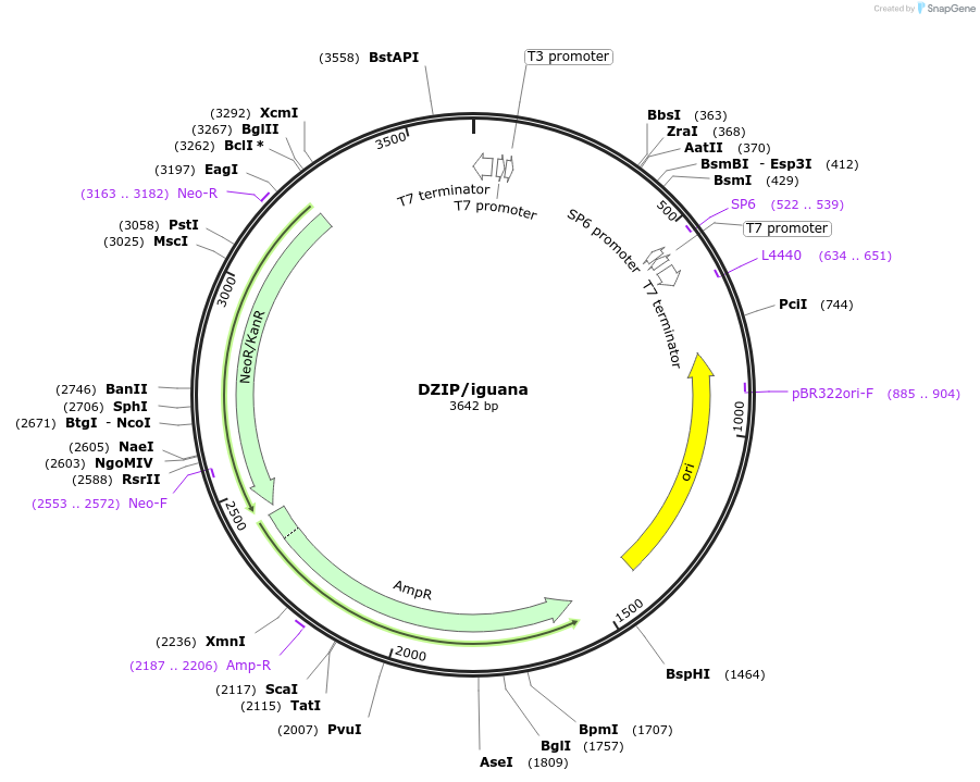 99768-plasmid-map-sequence-id-194134