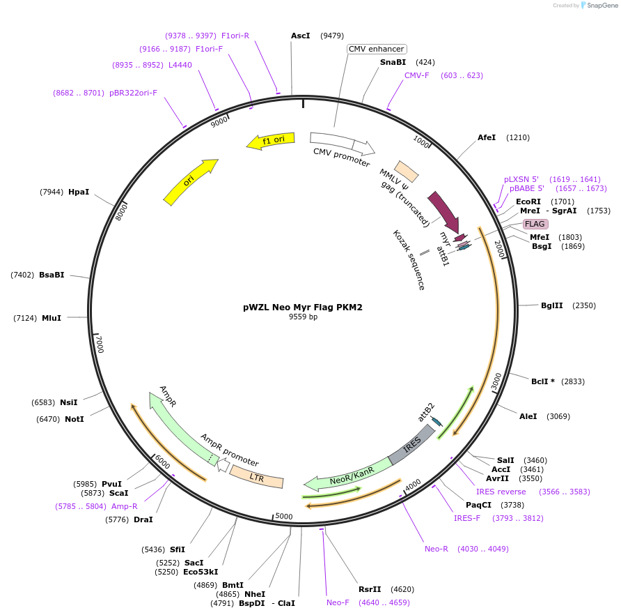 20585-plasmid-map-sequence-id-194137