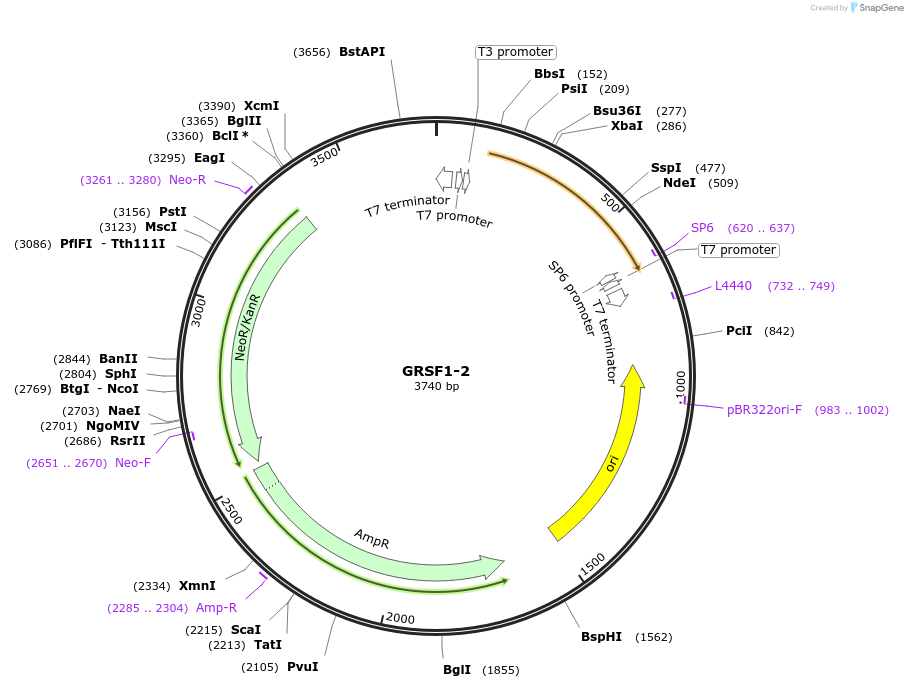 99769-plasmid-map-sequence-id-194138