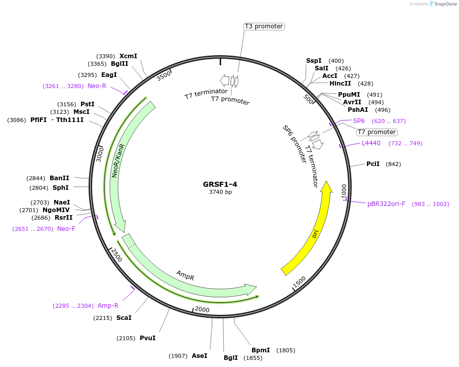 99770-plasmid-map-sequence-id-194139