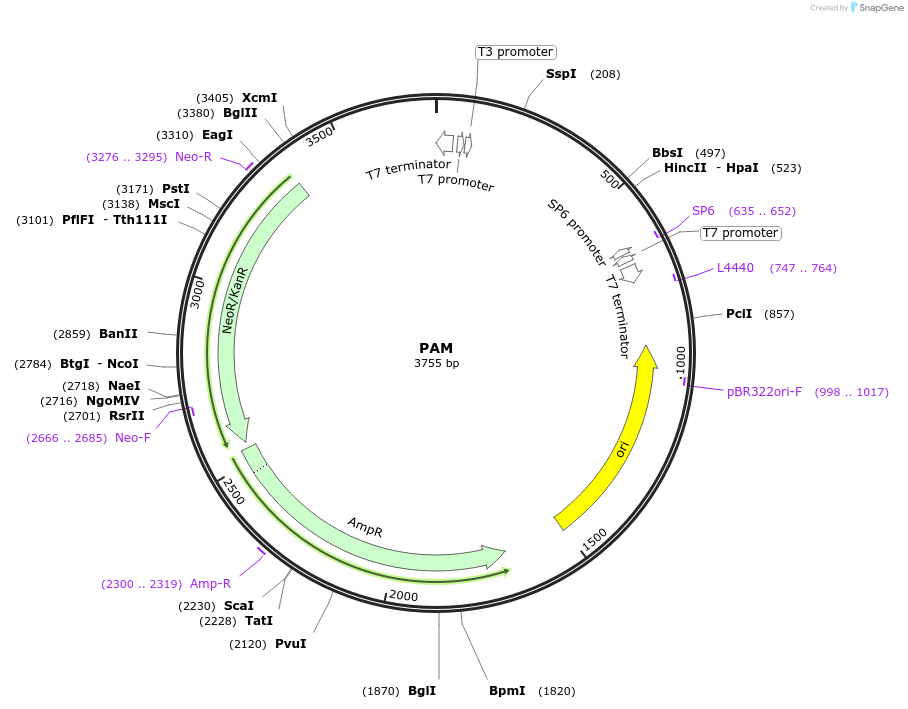 99771-plasmid-map-sequence-id-194142