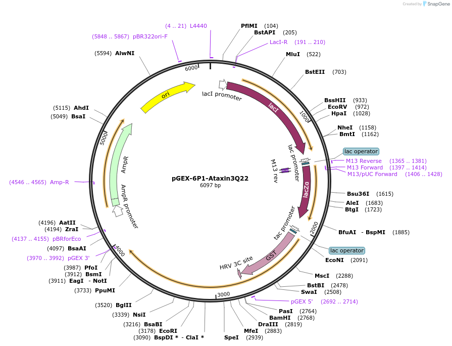 22117-plasmid-map-sequence-id-194145
