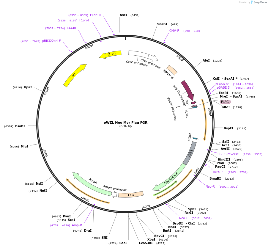 20487-plasmid-map-sequence-id-194149