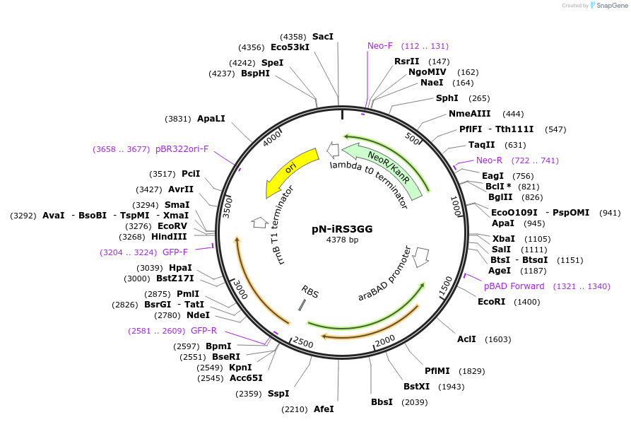 98858-plasmid-map-sequence-id-194154