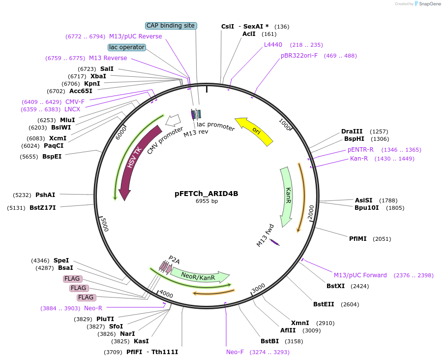 101072-plasmid-map-sequence-id-194182