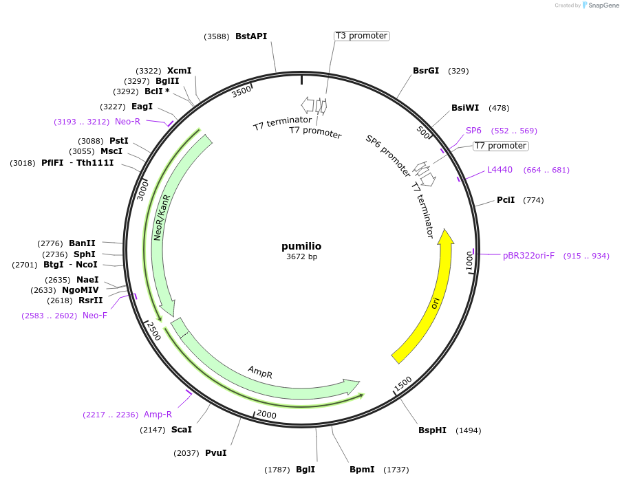 99772-plasmid-map-sequence-id-194223