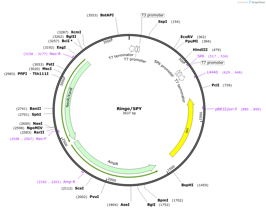 99773-plasmid-map-sequence-id-194226