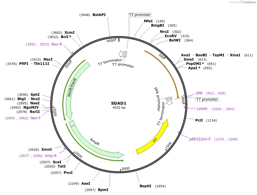 99774-plasmid-map-sequence-id-194229